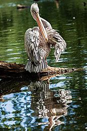 好玩、可爱的动作冒险RPG《奇塔利亚童话》今天在PC和主机平台发布 + 全新宣传片！